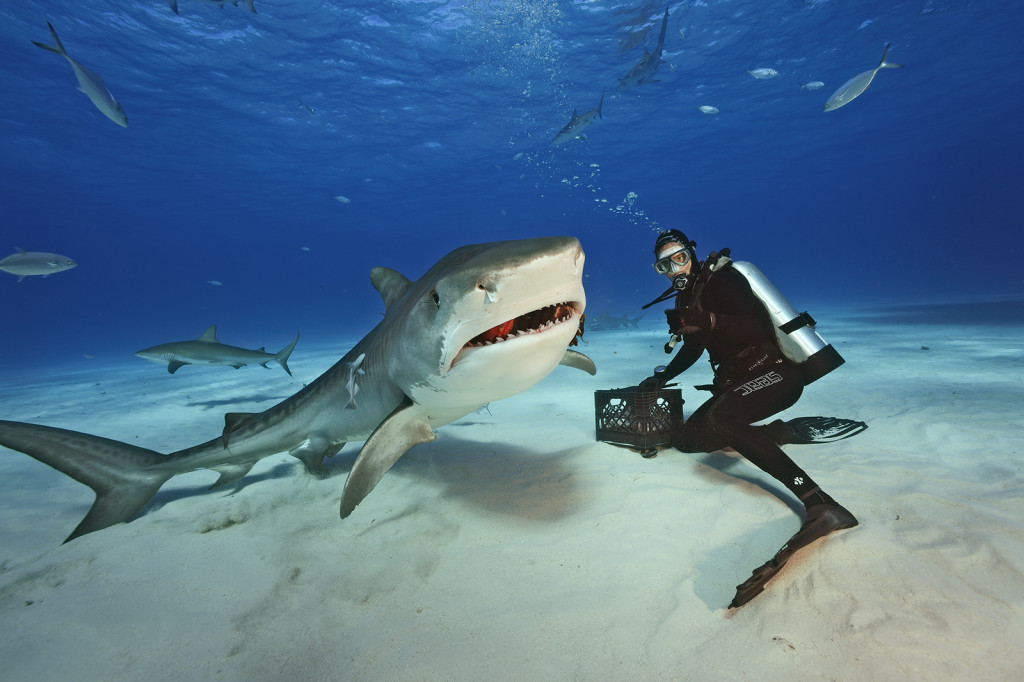 Tiger Sharks in the northern Bahamas at a location known as "Tiger Beach." This place has become an eco-tourism attraction for divers wanting to see tiger sharks.